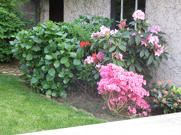 Azalée et rhododendron