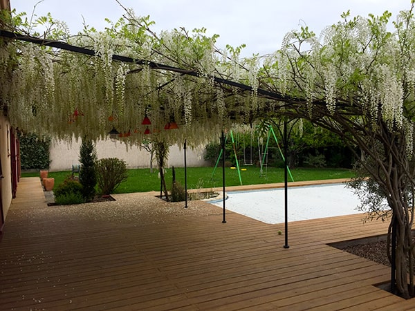 Glycine sur pergolas