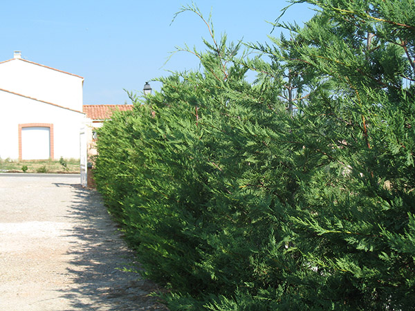 haie cypres leylandii