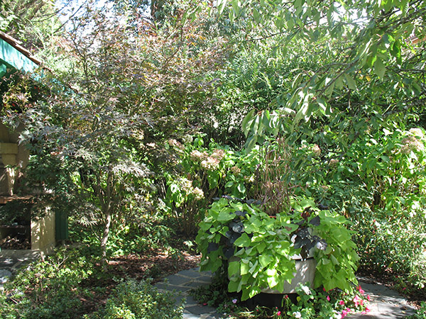 Jardin ombragé