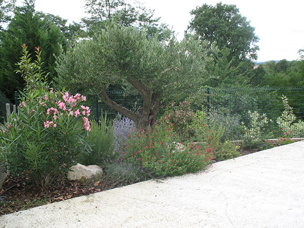 plantes méditerranéennes