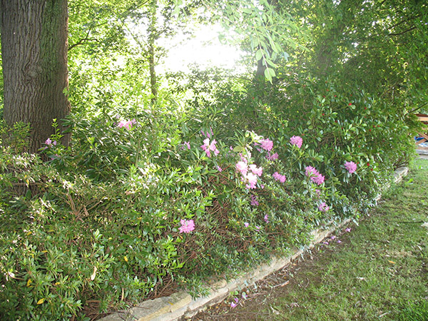 Rhododendron