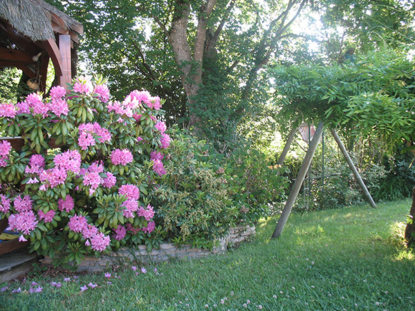 Rhododendron