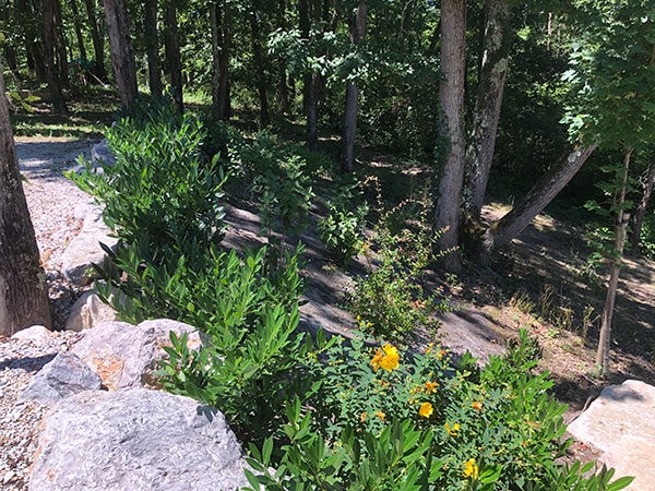 Massif de sous-bois